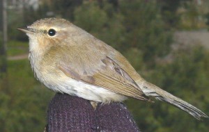 01-budnicek-mensi.jpg