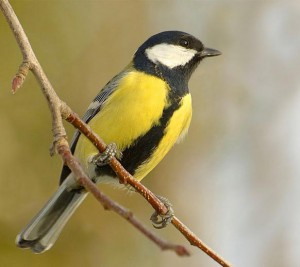 04-sykora-konadra.jpg