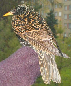06-spacek-obecny.jpg