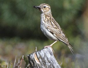 07-skrivan-lesni.jpg